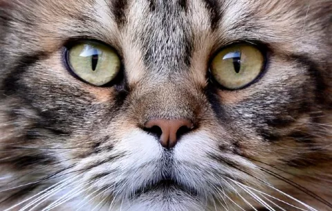 Prueban con éxito una vacuna contra el coronavirus para animales