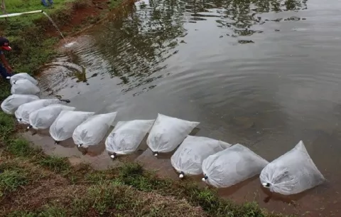 Unas 35 familias chorreranas incursionan en la cría de especies marinas en estanques