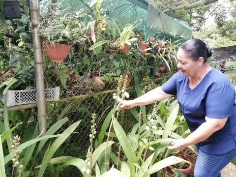  Orquidario y desfile de carretas tendrá Festival Nacional de la Flor del Espíritu Santo  