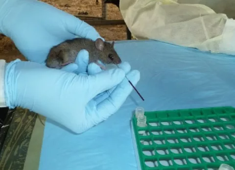 Casos de hantavirus van en aumento en el interior del país