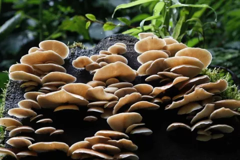 Descubren la historia evolutiva que culminó con origen de animales y hongos