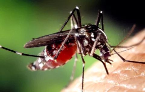 Panamá se enfrenta a una 'franca epidemia' de malaria; ¿cuáles son los parásitos detectados y sus riesgos?