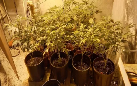 Desmantelan cultivo casero de marihuana en Burunga, Arraiján