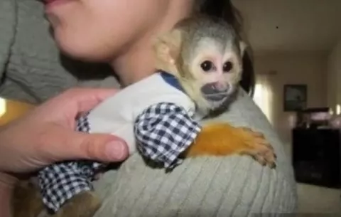 ¿Cuáles son los riesgos de tener monos como mascotas?