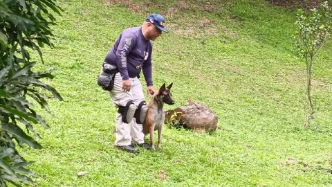 Además de rescatar, también ayudarán a ubicar restos humanos