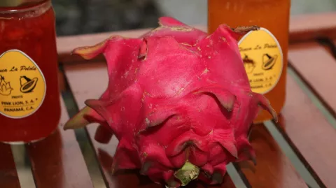 Cultivo de pitahaya fue declarado como prioritario y de importancia en el país