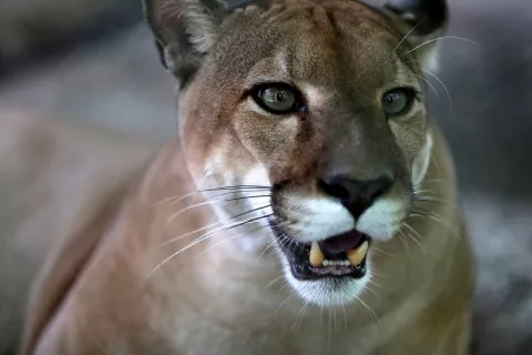 En la búsqueda de puma en Pesé, las cámaras trampa detectan muchos coyotes 