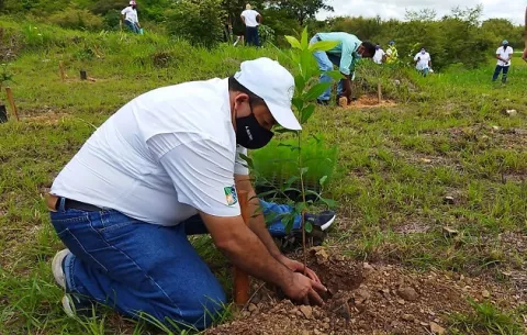 ¿Cómo el confinamiento afectó la reforestación y cuál ha sido la recuperación de esta actividad?