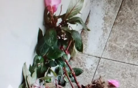  ¡Insólito! Pareja es multada por hurtar plantas de jardínes públicos en Boquete 