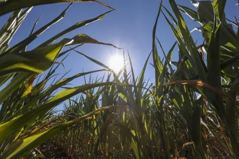 Bélgica conoce temperaturas récord y se prepara para más sequías en el futuro