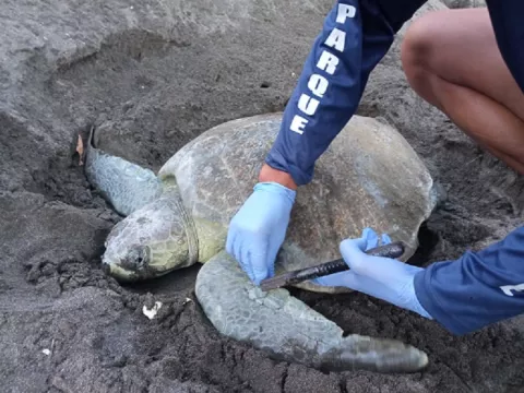 Continúan las arribadas de tortugas en el Pacífico santeño 