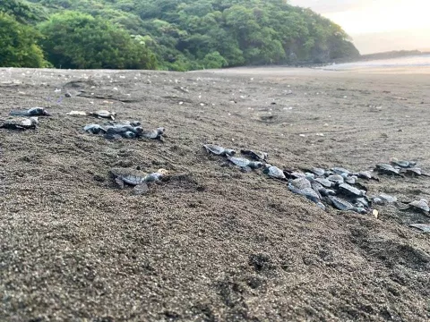Más de 2,126 tortugas Lora desovaron en el área protegida de La Marinera, Tonosí