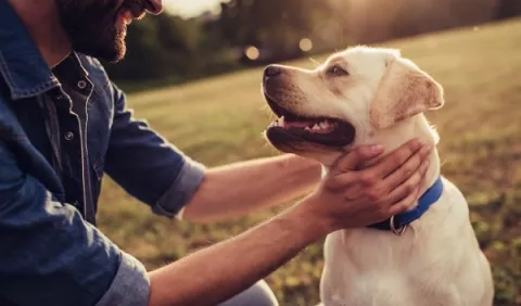 Cómo se puede ahorrar al mantener a un perro
