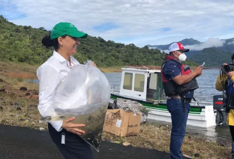 El embalse del Lago Fortuna en Chiriquí es repoblado con 50 mil alevines de tilapias azules 