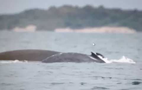 Ballenas jorobadas, el gran atractivo de Pedasí en la provincia de Los Santos