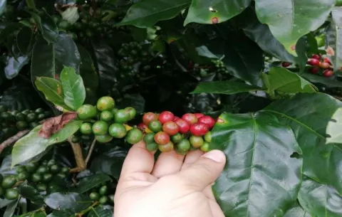 Mida prevé un incremento en la producción de café en Chiriquí