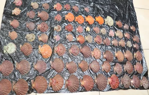Decomisan aletas de tiburón, conchas y ostras  en el aeropuerto de Tocumen