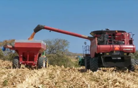 El maíz registra un incremento en hectáreas sembradas