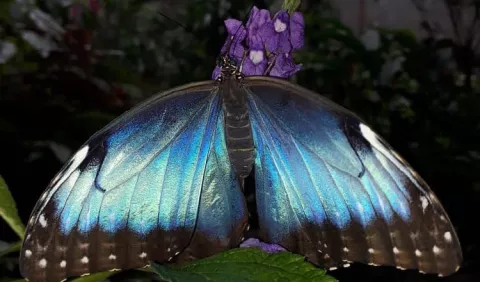 Exportación de mariposas se abre paso en Panamá