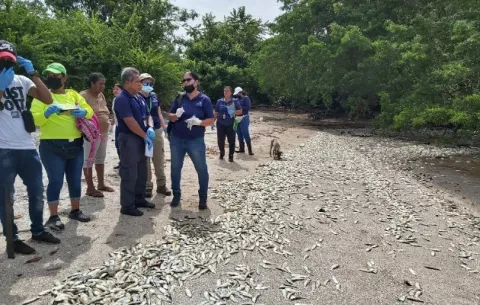 Muerte de peces en costas de Puerto Caimito puede ser por contaminación