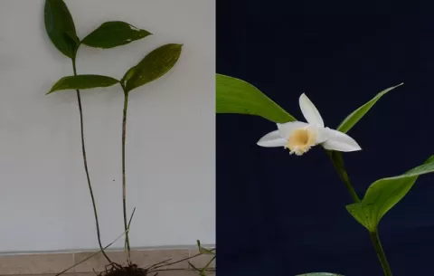 Siete datos curiosos de la Sobralia rinconiana, la nueva orquídea descubierta en Panamá 