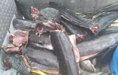  Decomisan más de 4,000 libras de pescado de embarcación al Este de Isla Chapera 