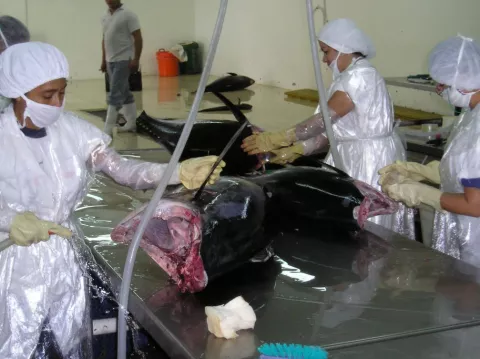 Piden participación de todos los sectores en mesa por la pesca responsable