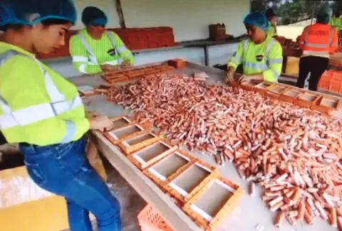 Panamá inicia exportación de juegos pirotécnicos hacia mercados internacionales