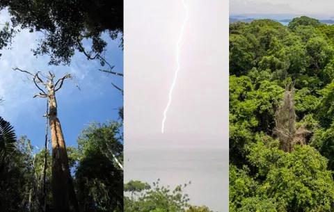 ¿Qué características tienen los árboles tropicales que más resisten a los rayos?