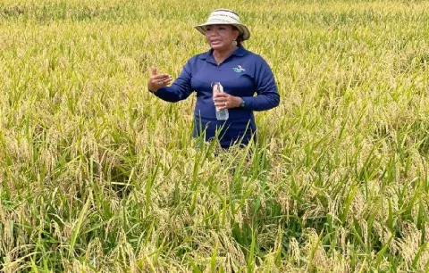 Prueban una nueva semilla de arroz para la zafra del 2023