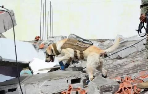 ¿Cuáles han sido los 5 peores terremotos, a partir de 2010, ocurridos en América?