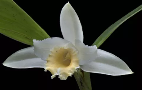 Científicos de la Unachi descubren una nueva orquídea en Panamá