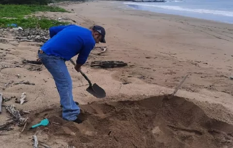 Investigan muerte de tortuga marina en la playa Lagarto del distrito de Pedasí 