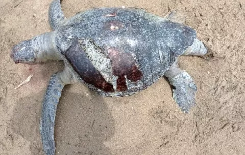 Investigan la muerte de unas 20 tortugas marinas en las costas santeñas 