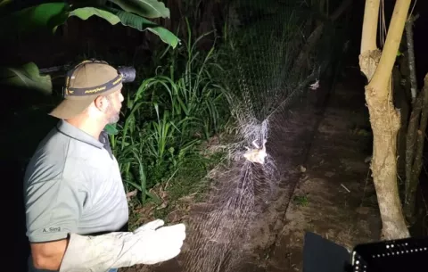 Capturan 13 vampiros en finca ganadera; MIDA aplica tratamiento para controlarlos