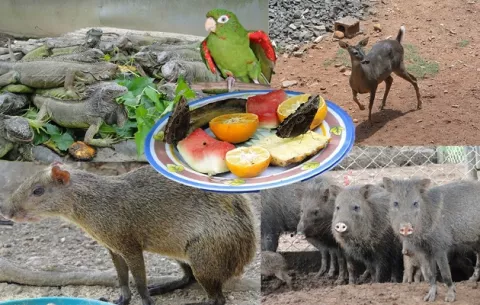 ¿Cuáles son los animales por los que más apuestan los zoocriaderos en Panamá?