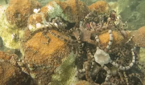 Alertan sobre el doble riesgo que enfrenta la bahía  Almirante 