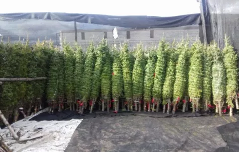 Se espera que unos 132,157 mil arbolitos de navidad entren a Panamá