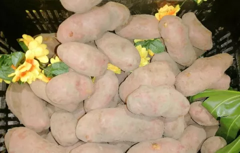 En Azuero promueven el consumo de la papa roja