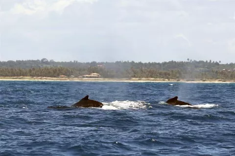Nuevo intento de levantar la prohibición de cazar ballenas tras 40 años