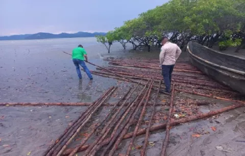 Aplican reporte periódico a cinco imputados por tala ilegal de mangle en Chame
