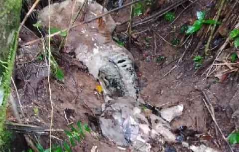 Encuentran animales muertos en toma de agua de la comunidad de Peñas Blancas, Colón