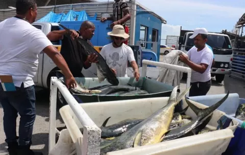 A embarcación sin permisos que violaba ley de pesca, le decomisan 1,500 libras de pez Dorado