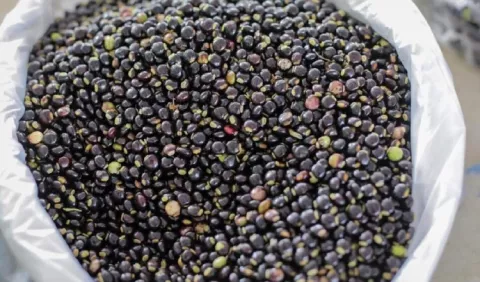 Guandú: Variedades y comportamiento en el mercado panameño