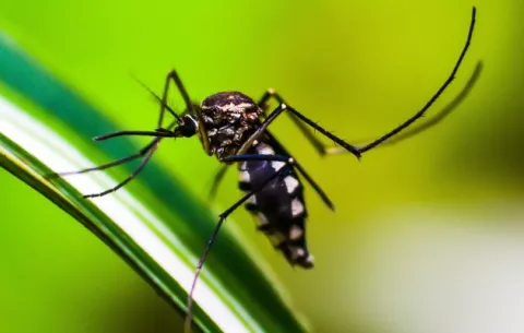 Panamá duplica casos de malaria y pueden seguir aumentando por estar en época de alta transmisión