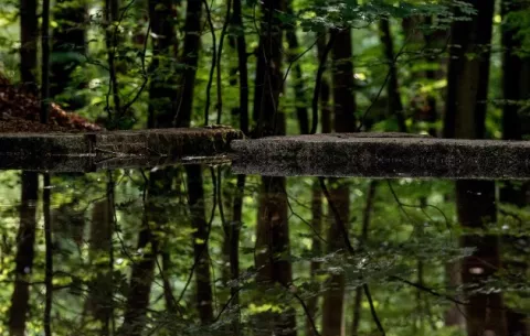 Día Mundial de la Protección de la Naturaleza y un medio siglo de la marcha suicida de la humanidad
