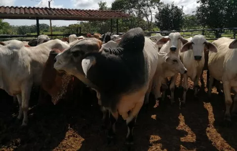 Ganaderos de Panamá Oeste están preocupados por el aumento del hurto pecuario