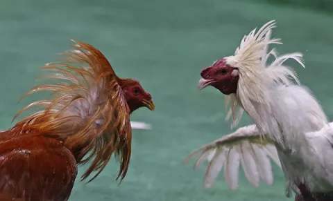 La batalla por la prohibición de las peleas de gallos en Colombia 