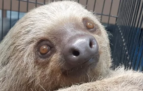 ¿Cuántas especies de perezosos hay en Panamá y cuál es el mayor peligro que enfrentan?