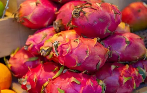 Panamá comenzará a exportar pitahaya a Europa a través de España en 2023